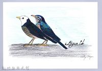 藏品(泰雅文物畫冊1-45白頭鶇)的圖片