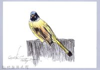 藏品(泰雅文物畫冊1-47白環鸚嘴鵯)的圖片