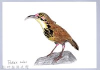 藏品(泰雅文物畫冊1-51大彎嘴畫眉)的圖片