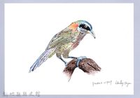 藏品(泰雅文物畫冊1-52小彎嘴畫眉)的圖片