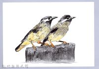 藏品(泰雅文物畫冊1-53白耳畫眉)的圖片