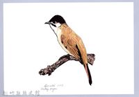 藏品(泰雅文物畫冊1-55烏頭翁)的圖片