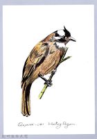 藏品(泰雅文物畫冊1-56白頭翁)的圖片