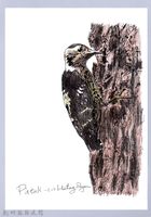 藏品(泰雅文物畫冊1-58小赤啄木)的圖片