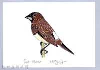 藏品(泰雅文物畫冊1-60白腰文鳥)的圖片