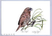 藏品(泰雅文物畫冊1-61斑文鳥)的圖片