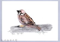 藏品(泰雅文物畫冊1-62平地麻雀)的圖片