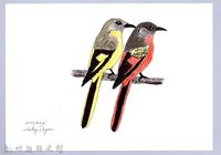 藏品(泰雅文物畫冊1-63灰喉山椒鳥)的圖片