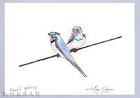 藏品(泰雅文物畫冊1-64赤腰燕)的圖片