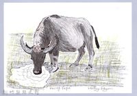 藏品(泰雅文物畫冊1-68水牛)的圖片