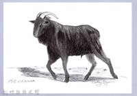 藏品(泰雅文物畫冊1-69吉安山羊)的圖片