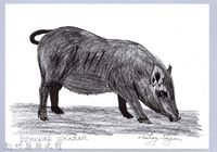 藏品(泰雅文物畫冊1-70蘭嶼豬)的圖片