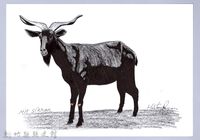 藏品(泰雅文物畫冊1-71台灣黑山羊)的圖片
