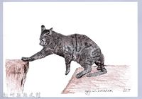 藏品(泰雅文物畫冊1-80玩耍中的家貓)的圖片