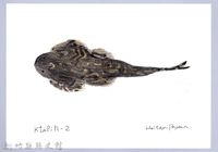 藏品(泰雅文物畫冊1-90台東間爬岩鰍-1)的圖片