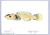 藏品(泰雅文物畫冊1-93明潭吻鰕虎)的圖片