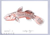 藏品(泰雅文物畫冊1-94短吻紅斑吻鰕虎)的圖片