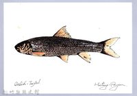 藏品(泰雅文物畫冊1-98台灣鏟頷魚)的圖片