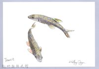 藏品(泰雅文物畫冊1-100台灣石（魚賓）-2)的圖片