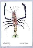 藏品(泰雅文物畫冊1-101粗糙沼蝦)的圖片