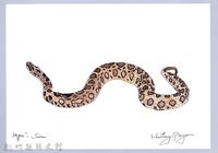 藏品(泰雅文物畫冊1-127鎖鏈蛇)的圖片