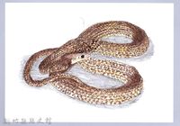 藏品(泰雅文物畫冊1-128王錦蛇(幼蛇))的圖片