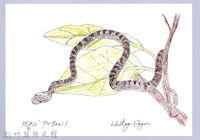 藏品(泰雅文物畫冊1-132大頭蛇)的圖片