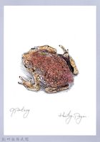 藏品(泰雅文物畫冊1-136黑眶蟾蜍-2)的圖片