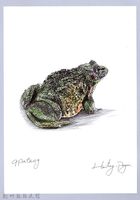 藏品(泰雅文物畫冊1-137盤古蟾蜍)的圖片