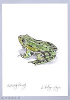 藏品(泰雅文物畫冊1-141腹斑蛙)的圖片