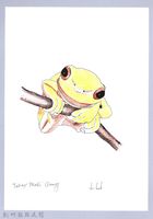 藏品(泰雅文物畫冊1-144褐樹蛙)的圖片