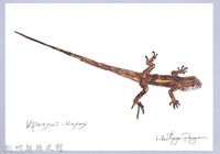 藏品(泰雅文物畫冊1-148蓬萊草蜥)的圖片