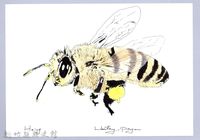 藏品(泰雅文物畫冊1-118義大利蜂)的圖片