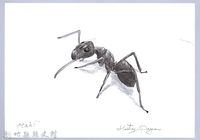 藏品(泰雅文物畫冊1-162勤勉舉尾家蟻)的圖片