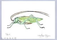 藏品(泰雅文物畫冊1-171臺灣騷蟴)的圖片