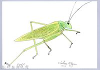 藏品(泰雅文物畫冊1-172切葉糙頸蟴)的圖片