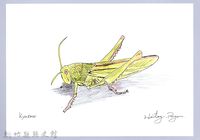 藏品(泰雅文物畫冊1-173台灣大蝗-1)的圖片