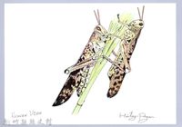 藏品(泰雅文物畫冊1-175斑蝗)的圖片