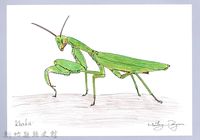 藏品(泰雅文物畫冊1-184寬腹螳螂)的圖片