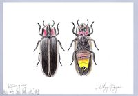 藏品(泰雅文物畫冊2-5螢火蟲-1)的圖片