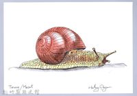 藏品(泰雅文物畫冊2-7斯文豪氏大蝸牛)的圖片