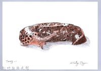 藏品(泰雅文物畫冊2-12網紋野蛞蝓-2)的圖片