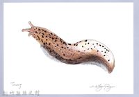 藏品(泰雅文物畫冊2-13山蛞蝓)的圖片