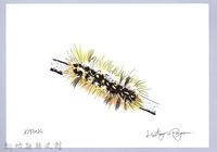 藏品(泰雅文物畫冊2-21臺灣黃毒蛾幼蟲)的圖片