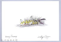 藏品(泰雅文物畫冊2-26褐帶蛾幼蟲)的圖片