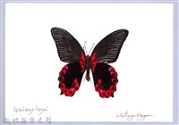 藏品(泰雅文物畫冊2-32曙鳳蝶)的圖片