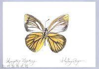 藏品(泰雅文物畫冊2-33大鳳蝶-1)的圖片