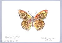 藏品(泰雅文物畫冊2-37寬尾鳳蝶)的圖片