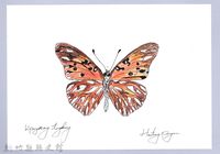 藏品(泰雅文物畫冊2-38花鳳蝶)的圖片