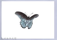 藏品(泰雅文物畫冊2-43黑脈粉蝶)的圖片